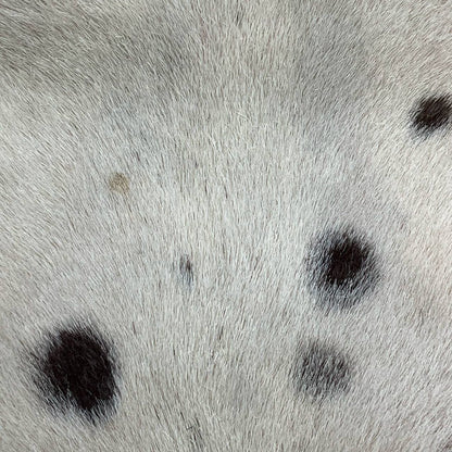 Fendi Mamma Baguette Pony-style Calfskin Dalmatian Dog Polka Dots Print