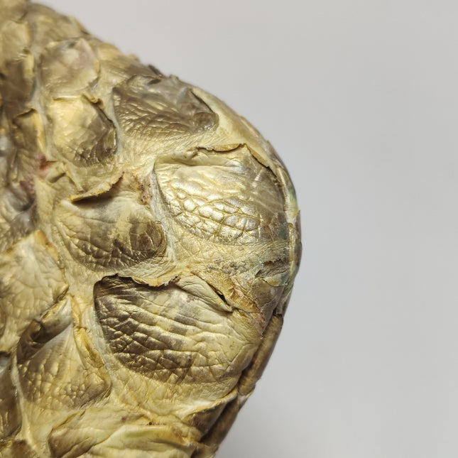 Gucci Jackie Vintage Camel Python Leather Rare